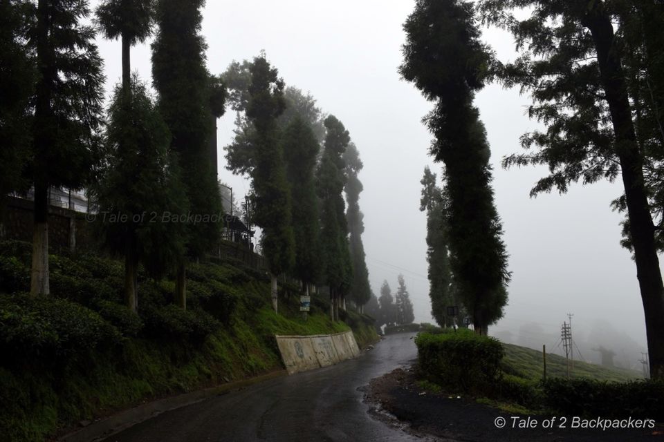 Photo of Gopaldhara Tea Estate, Seyok Tea Garden, West Bengal, India by Amrita