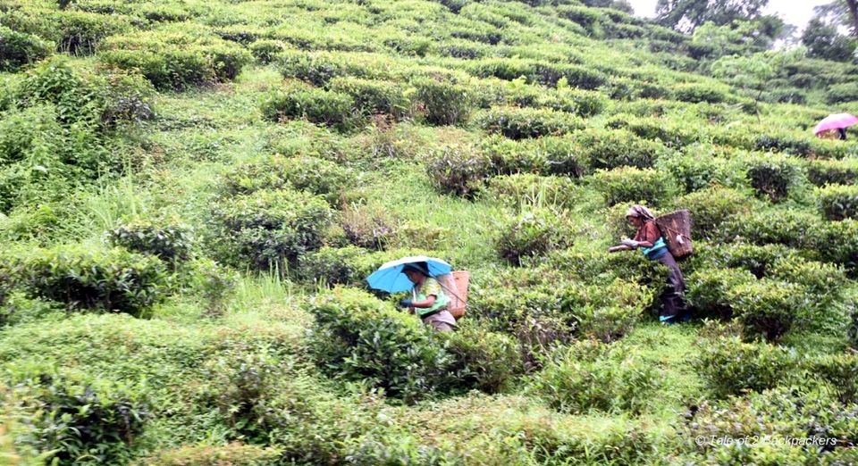 Photo of Tabakoshi - tea gardens and homestay, weekend spent in perfection by Amrita