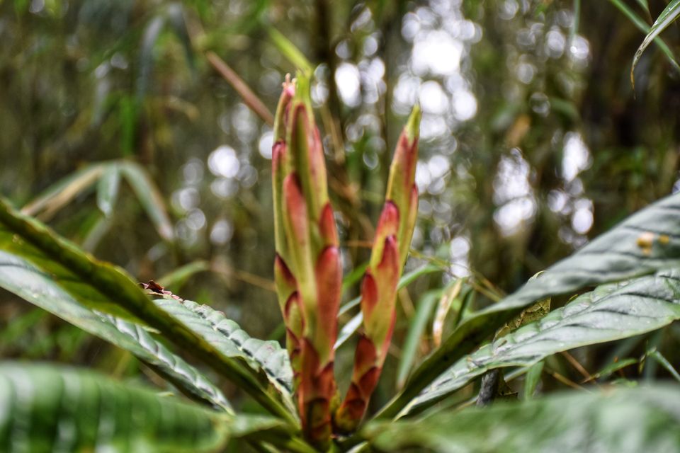 Photo of Rachela Peak, Kolbong Forest, West Bengal, India by Amrita