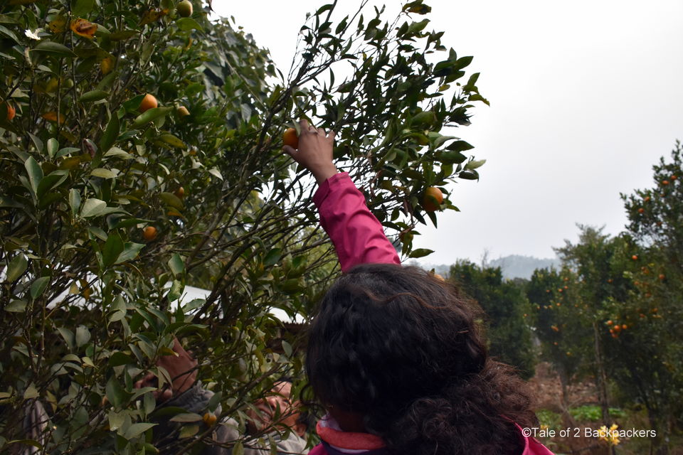 Photo of Guarded By The Lush Darjeeling Hills, The Hamlet Of Sitong Offers The Escape You Need by Amrita