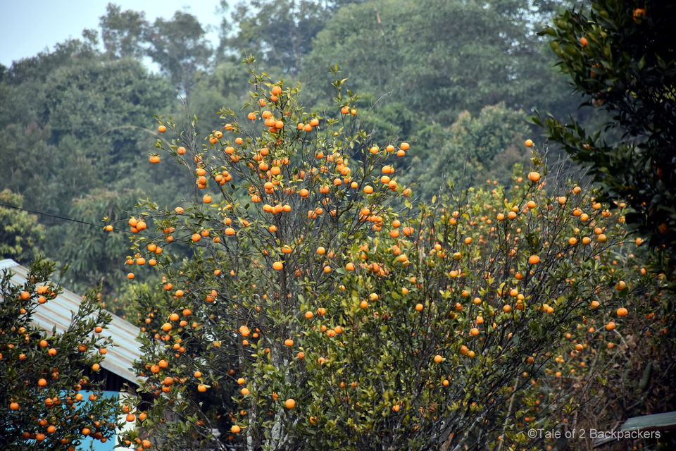 Photo of Guarded By The Lush Darjeeling Hills, The Hamlet Of Sitong Offers The Escape You Need by Amrita