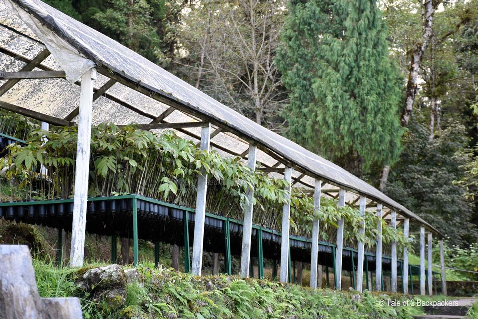 Photo of With Majestic Views Of Kanchenjunga, This Quaint Hamlet In Darjeeling Is A Great New Year Getaway by Amrita