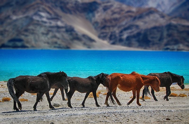 Photo of This 12-Day Trek From Spiti To Ladakh Is An Amazing Sojourn Through The Mighty Himalayan Cold Desert by Amrita
