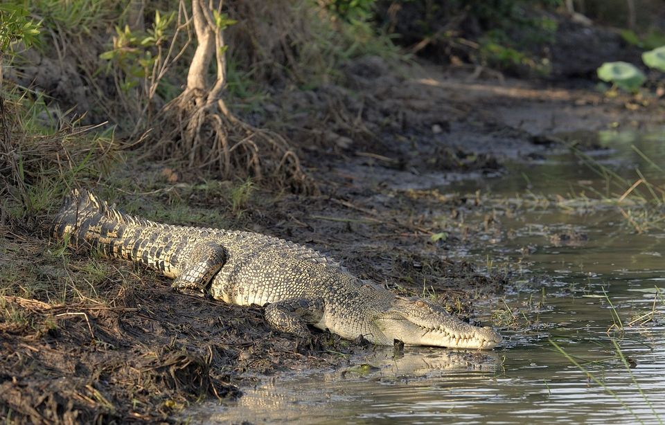 Photo of Bhitarkanika National Park, Paramanandpur, Odisha, India by Amrita