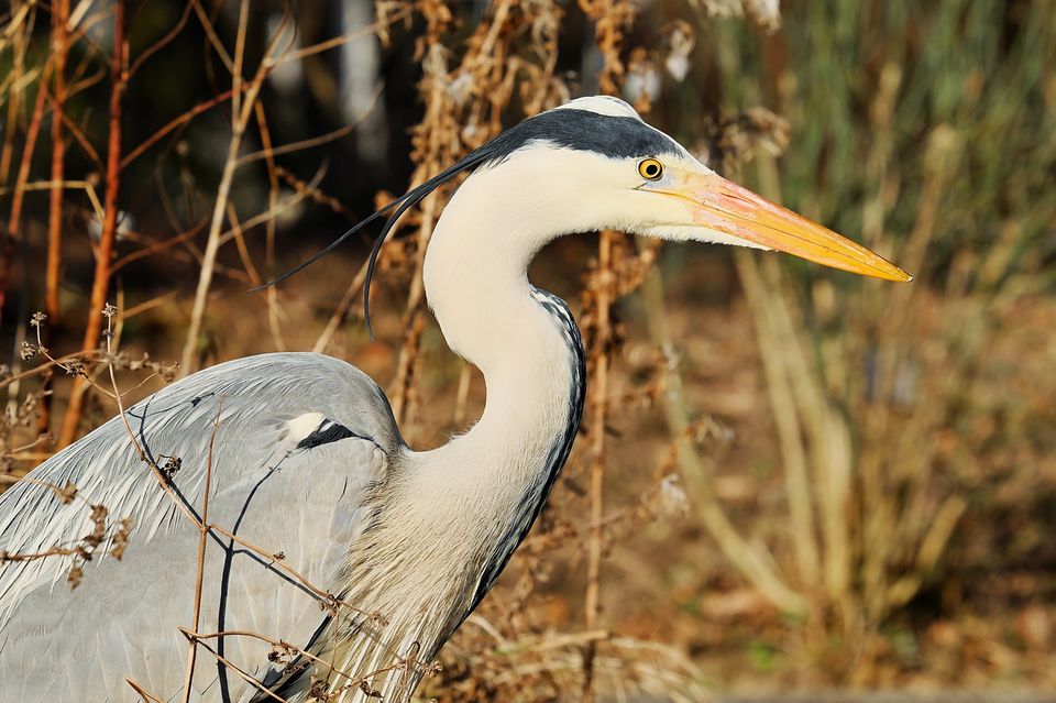 Photo of This river town is the gateway to Bhitarkanika Wildlife Sanctuary by Amrita