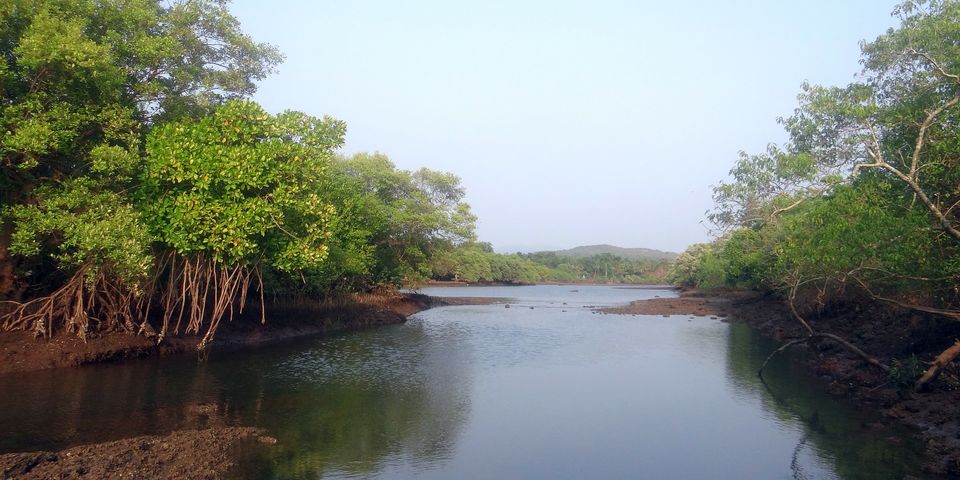 Photo of Bhitarkanika, Odisha, India by Amrita