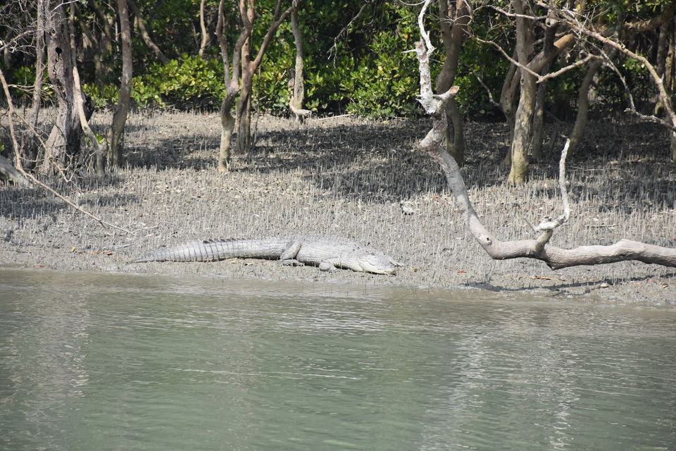 Photo of This gateway to Sunderbans is an ideal weekend destination by Amrita & Agni
