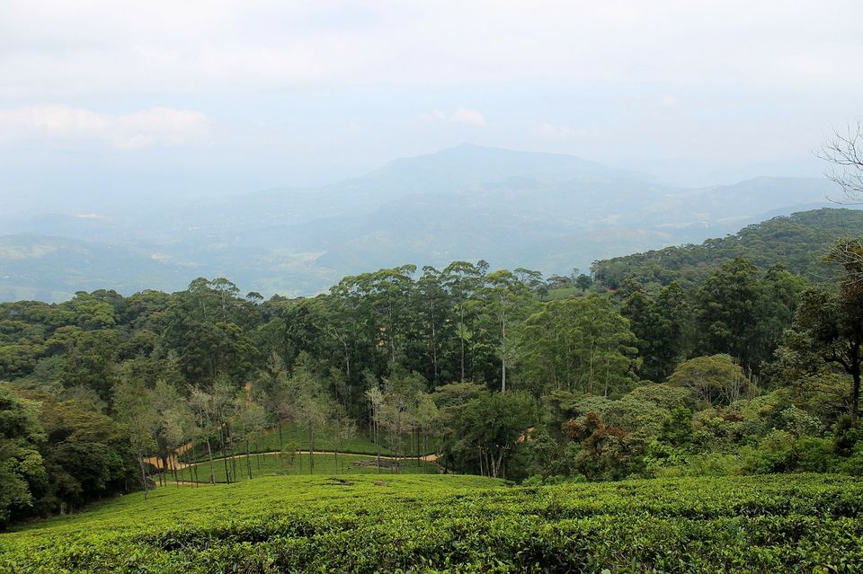 Photo of Singtom Tea Estate & Resort, Darjeeling, West Bengal, India by Amrita