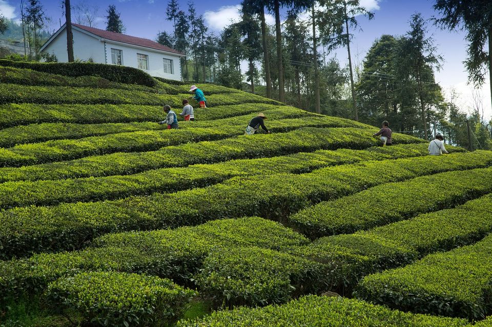 Photo of Enjoy Luxury and Hospitality at India's oldest Tea Estate by Amrita