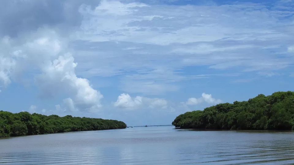 Photo of Coringa Wildlife Sanctuary, Kakinada, Andhra Pradesh, India by Amrita