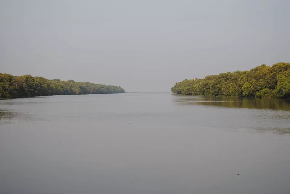 Photo of Coringa Wildlife Sanctuary, Kakinada, Andhra Pradesh, India by Amrita