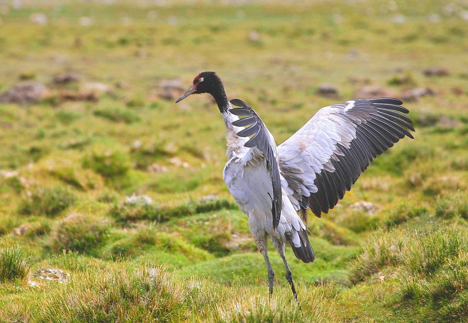 Photo of Get a glimpse of the sacred cranes in one of the happiest countries by Amrita