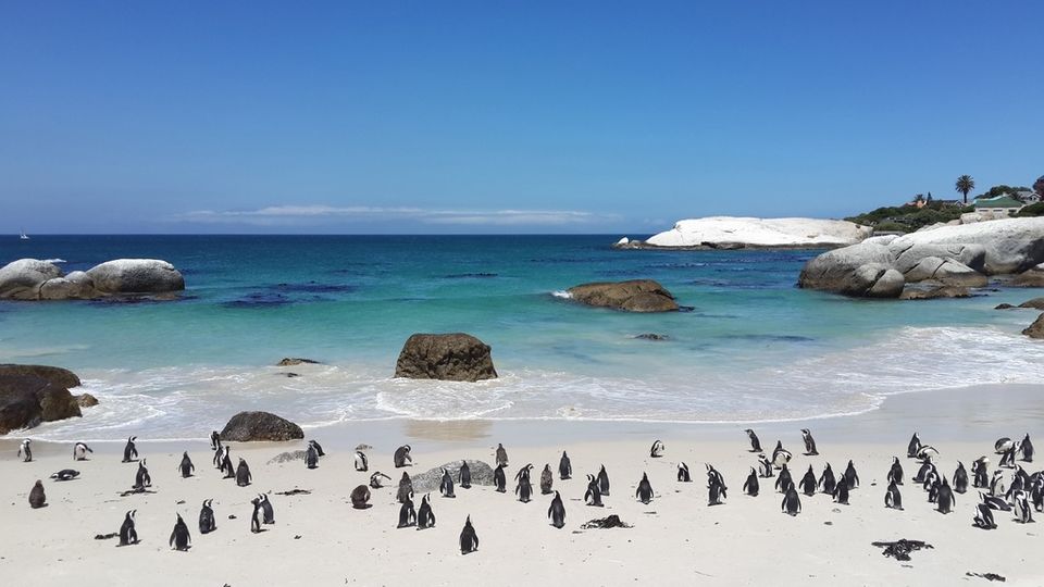 Photo of Boulders Beach, Kleintuin Road, Simon's Town, Cape Town, South Africa by Amrita (Tale of 2 Backpackers)
