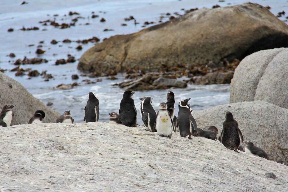 Photo of Boulders Beach, Kleintuin Road, Simon's Town, Cape Town, South Africa by Amrita (Tale of 2 Backpackers)