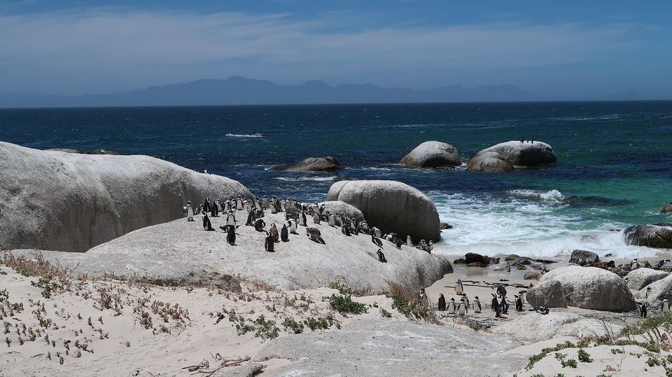Photo of Boulders Beach, Kleintuin Road, Simon's Town, Cape Town, South Africa by Amrita (Tale of 2 Backpackers)