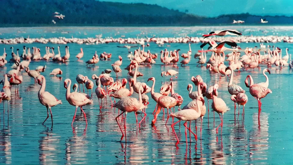 Photo of Lake Nakuru, Kenya by Amrita
