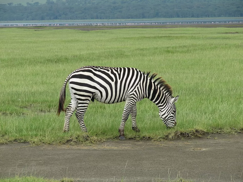 Photo of Wildlife in mind? Follow this itinerary for an ultimate wildlife trip in Kenya by Amrita