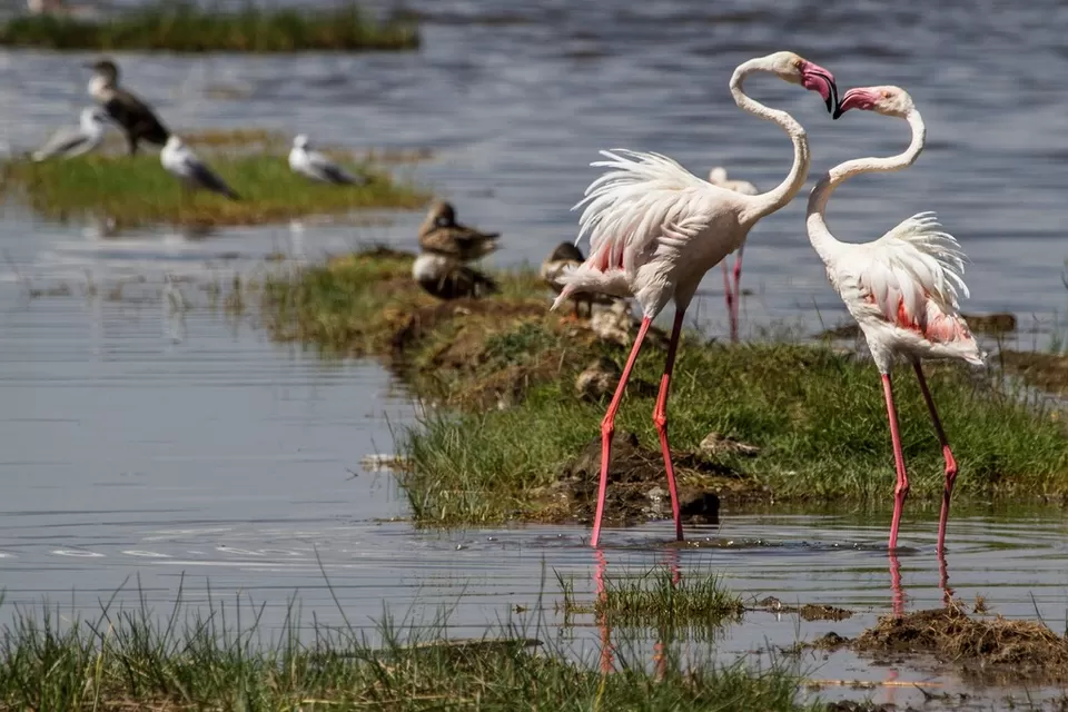 Photo of Lake Nakuru, Kenya by Amrita