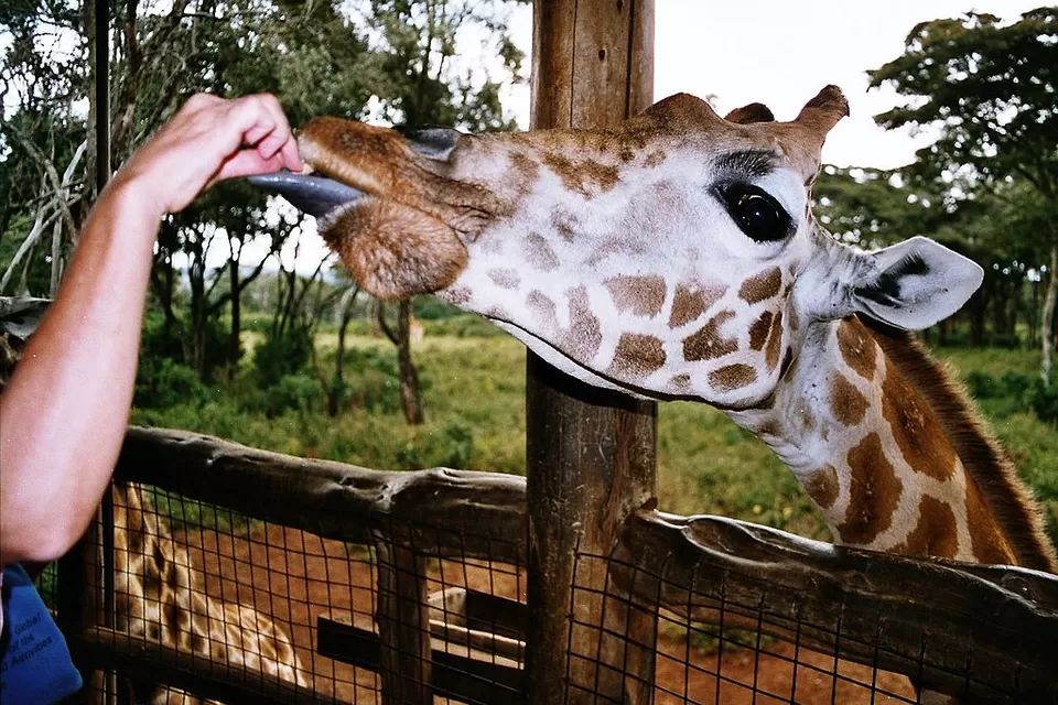 Photo of Nairobi, Kenya by Amrita