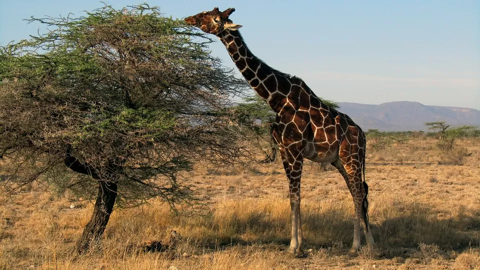 Photo of Samburu, Kenya by Amrita