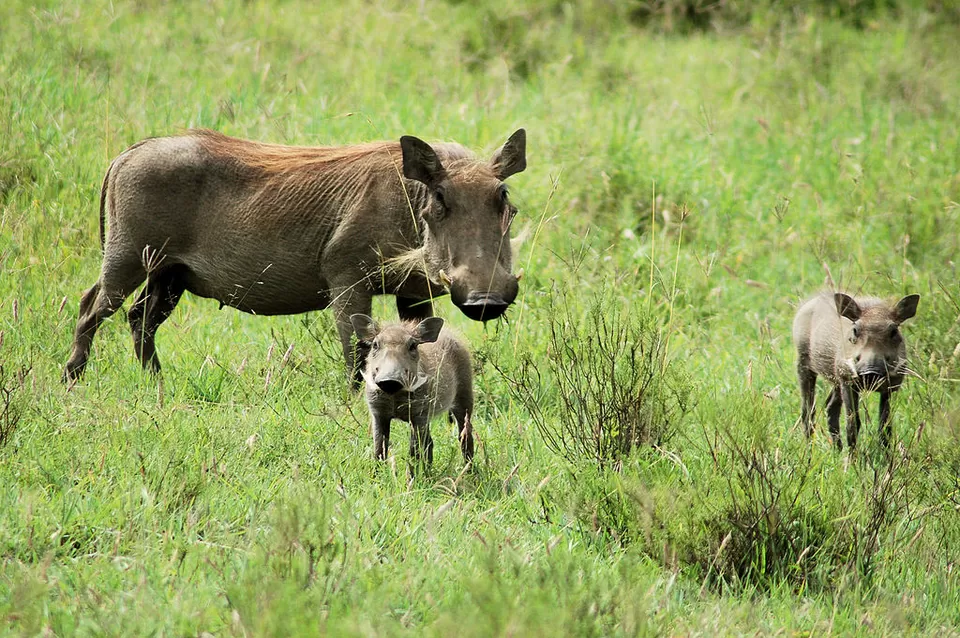Photo of Hell's Gate National Park, Naivasha, Kenya by Amrita