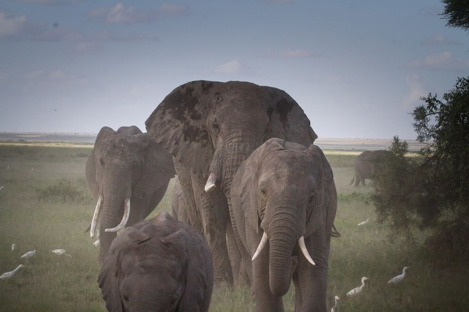 Photo of Wildlife in mind? Follow this itinerary for an ultimate wildlife trip in Kenya 1/1 by Amrita