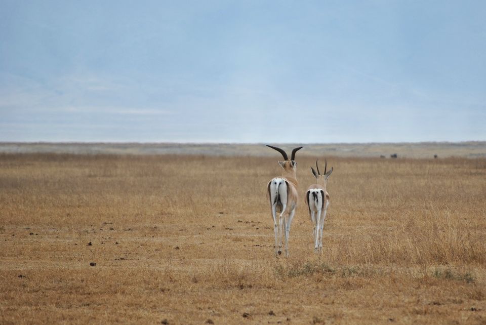 Photo of Ngorongoro Crater, Tanzania by Amrita