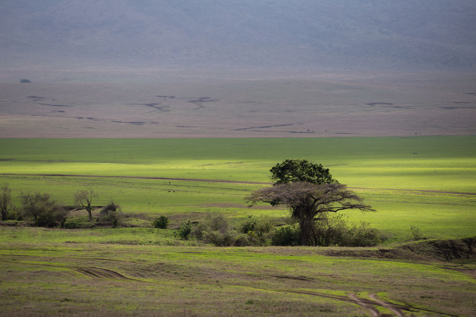 Photo of This Volcanic Crater, Home To 25,000 Animals, Is A Treat For Wildlife Lovers by Amrita