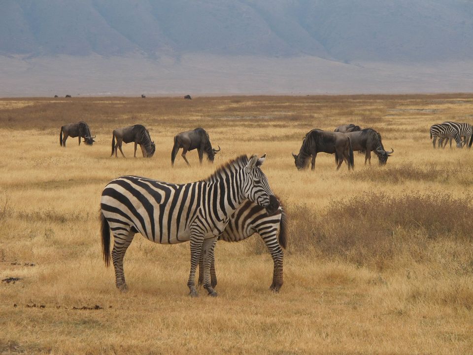 Photo of This Volcanic Crater, Home To 25,000 Animals, Is A Treat For Wildlife Lovers by Amrita
