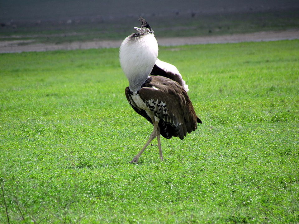 Photo of This Volcanic Crater, Home To 25,000 Animals, Is A Treat For Wildlife Lovers by Amrita