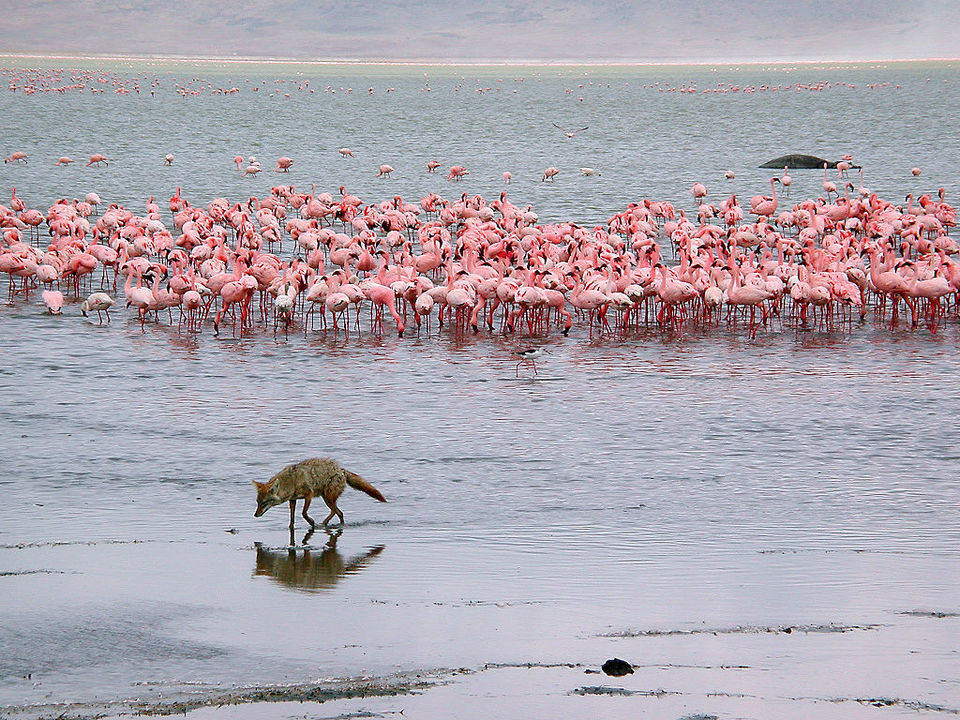 Photo of This Volcanic Crater, Home To 25,000 Animals, Is A Treat For Wildlife Lovers by Amrita