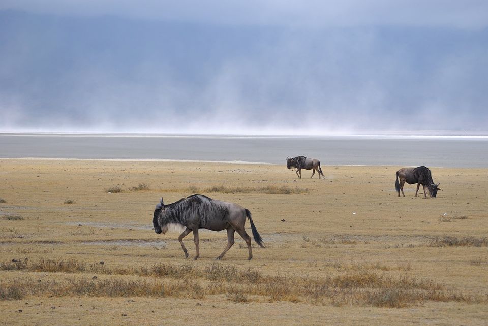 Photo of This Volcanic Crater, Home To 25,000 Animals, Is A Treat For Wildlife Lovers by Amrita