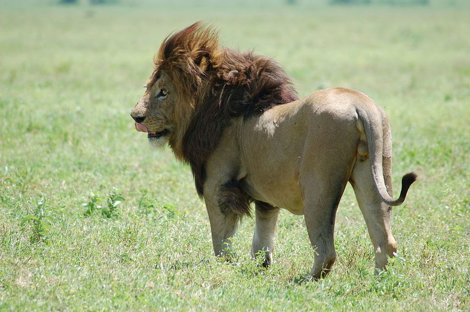 Photo of This Volcanic Crater, Home To 25,000 Animals, Is A Treat For Wildlife Lovers by Amrita