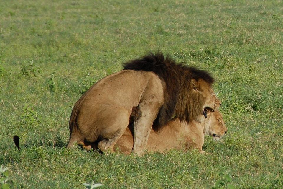 Photo of This Volcanic Crater, Home To 25,000 Animals, Is A Treat For Wildlife Lovers by Amrita