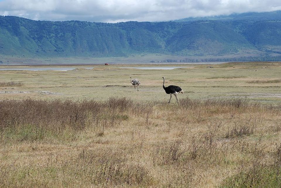Photo of This Volcanic Crater, Home To 25,000 Animals, Is A Treat For Wildlife Lovers by Amrita