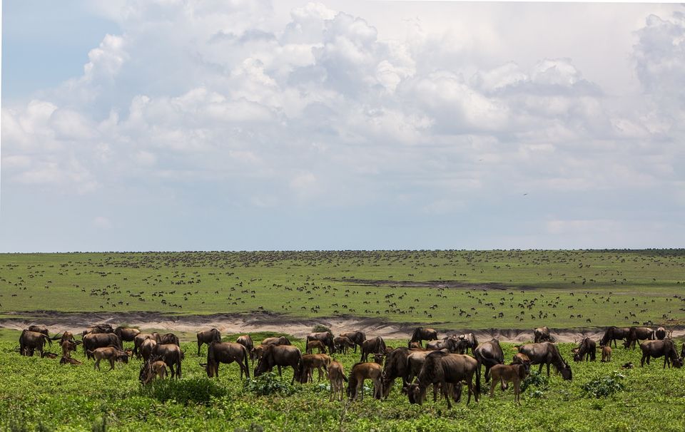 Photo of This Volcanic Crater, Home To 25,000 Animals, Is A Treat For Wildlife Lovers by Amrita