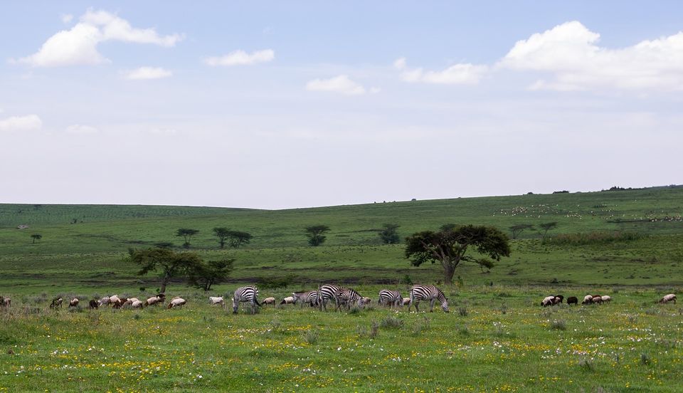Photo of This Volcanic Crater, Home To 25,000 Animals, Is A Treat For Wildlife Lovers by Amrita