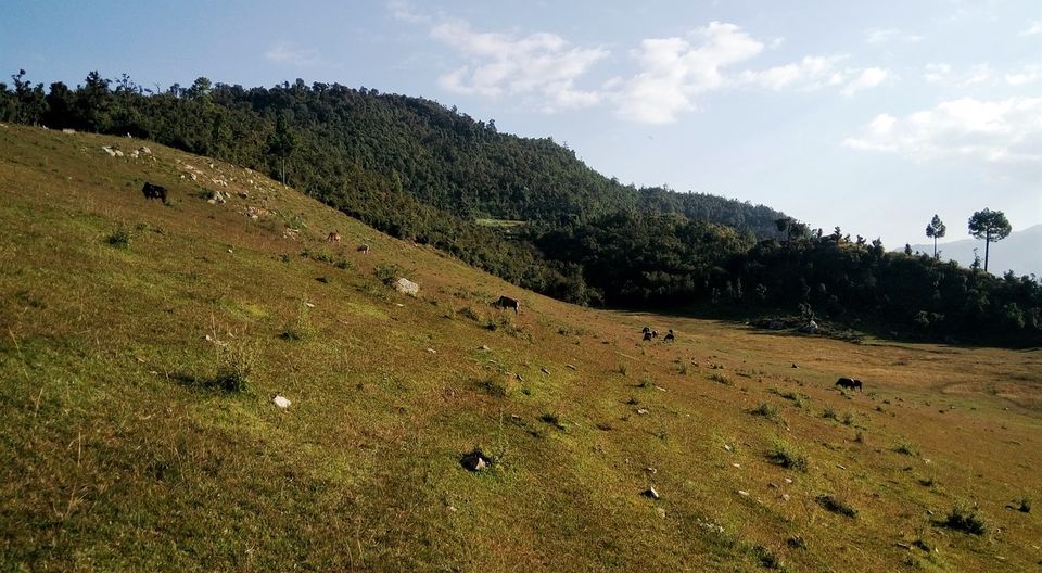 Photo of Find nature, birds and butterflies in this Himalayan village by Amrita (Tale of 2 Backpackers)