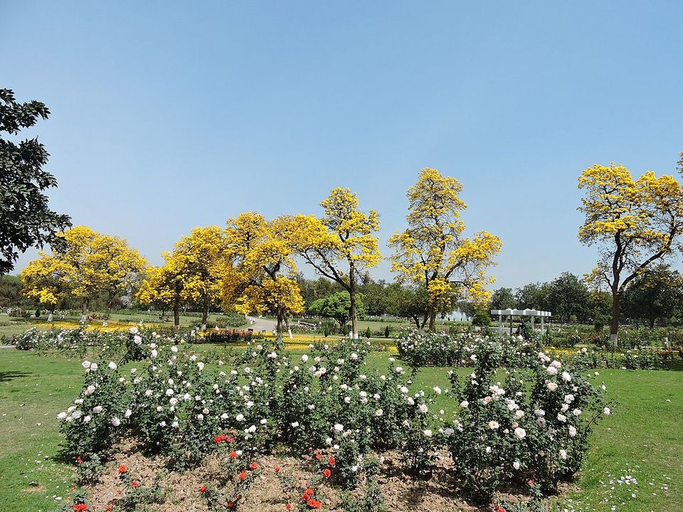 Photo of Rose Garden (Chandigarh), Jan Marg, 16B, Sector 16, Chandigarh, India by Amrita & Agni