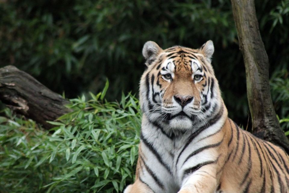 Photo of Dudhwa National Park, Palia Kalan, Uttar Pradesh, India by Amrita