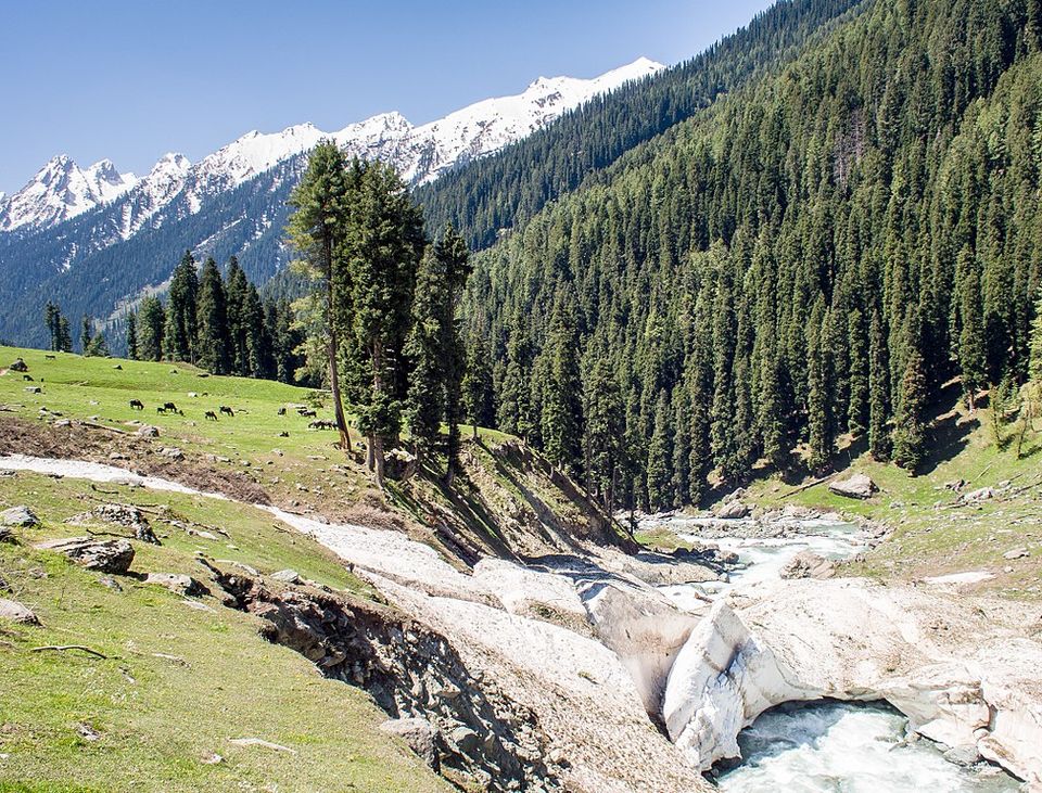 Photo of Pahalgam by Amrita