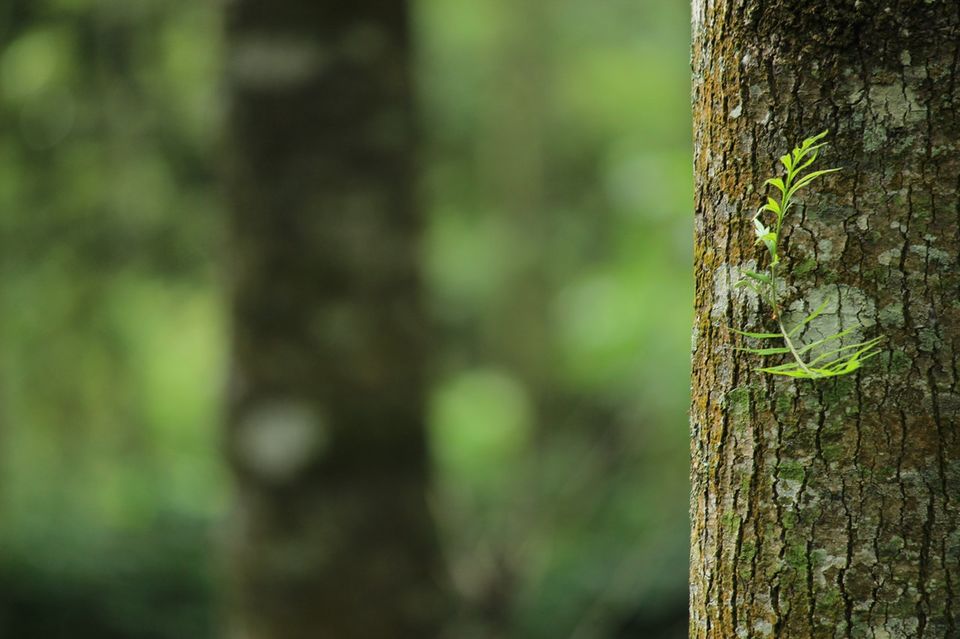 Photo of Jhilimili, West Bengal, India by Amrita