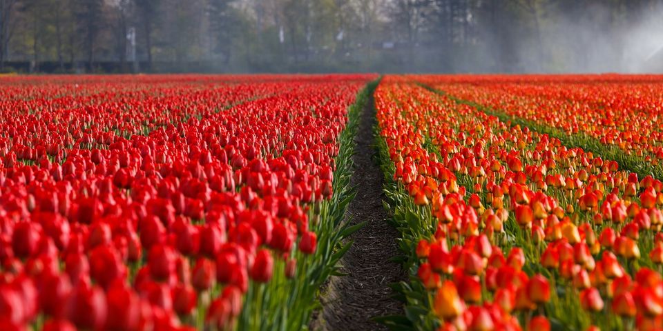 Photo of Explore Netherlands in 6 days – Itinerary and expenses guide by Amrita