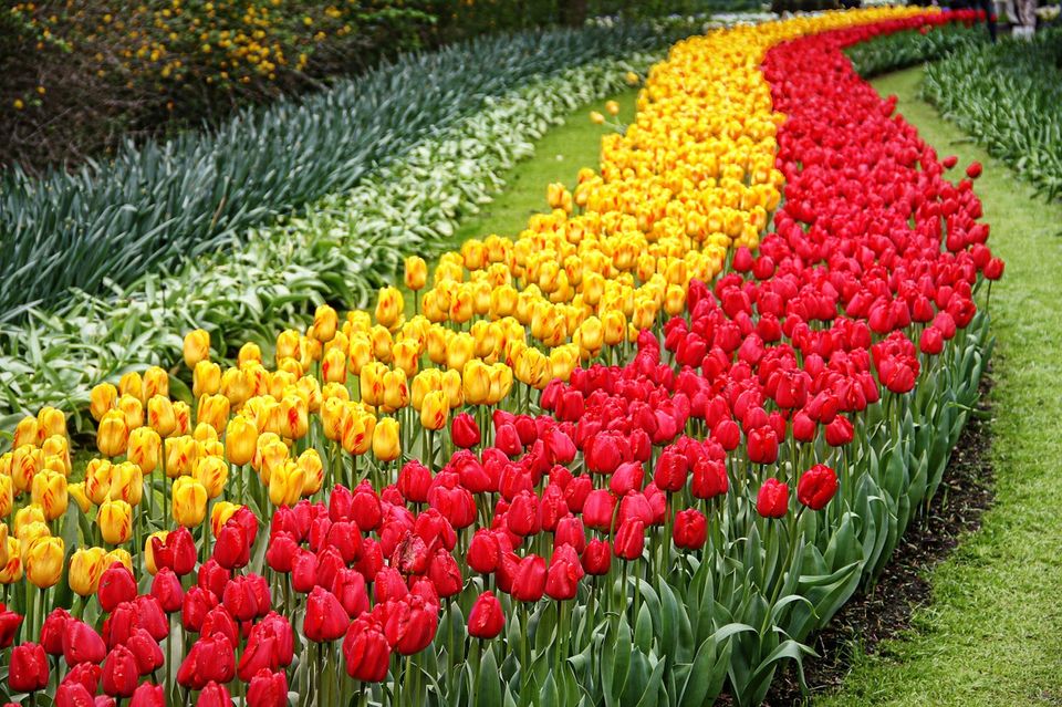 Photo of Explore Netherlands in 6 days – Itinerary and expenses guide by Amrita