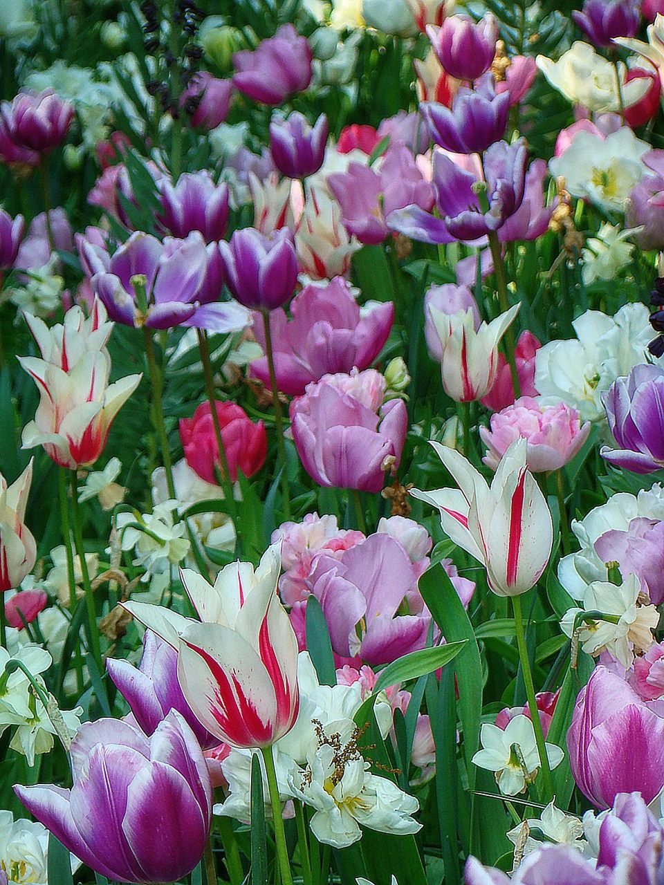 Photo of Explore Netherlands in 6 days – Itinerary and expenses guide by Amrita
