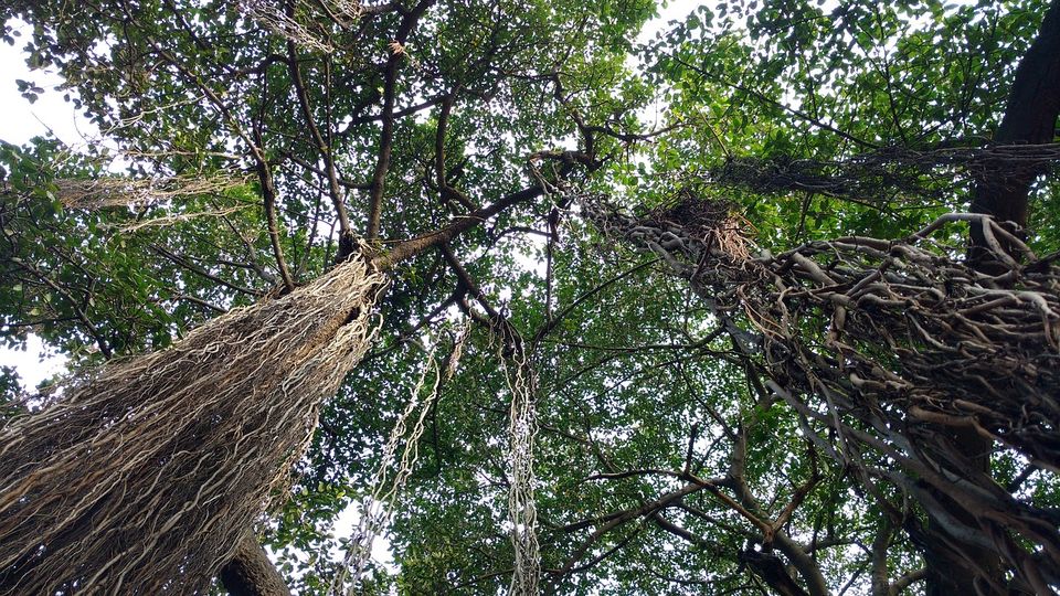 Photo of This forest trail through the tribal villages is the next thing you should do in Odisha by Amrita
