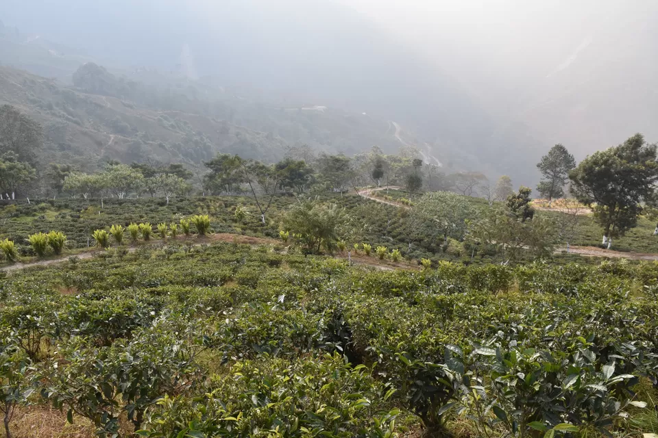 Photo of Darjeeling, West Bengal, India by Amrita