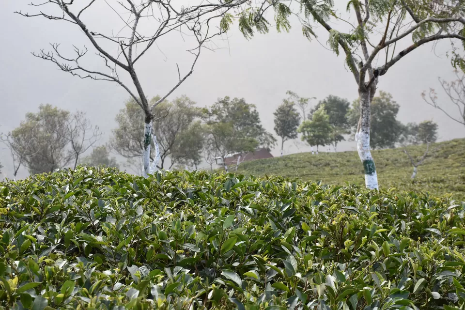 Photo of Darjeeling, West Bengal, India by Amrita