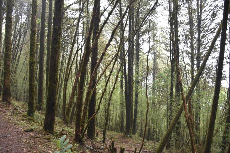 Photo of A hike to this hidden trail should be in your next Sikkim itinerary by Amrita