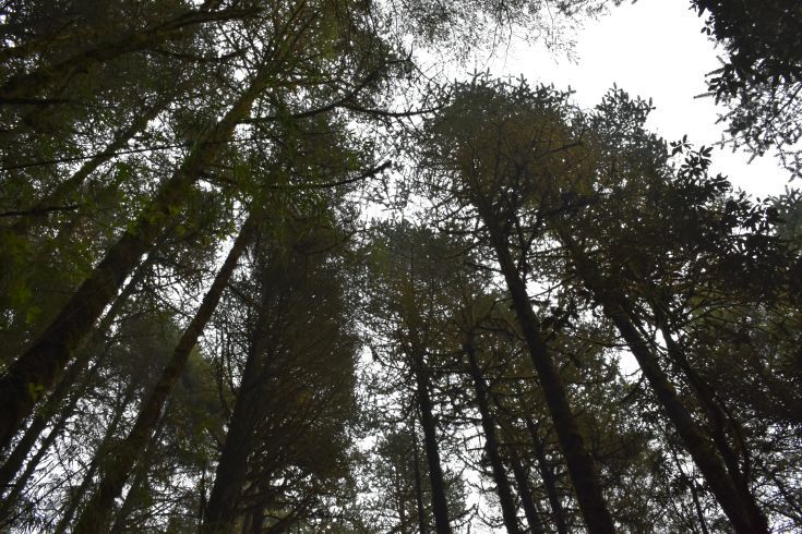 Photo of A hike to this hidden trail should be in your next Sikkim itinerary by Amrita